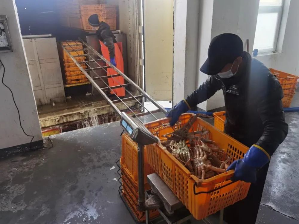 “蟹”逅珲春 销售——吉林日报头版聚焦珲春螃蟹产业兴旺