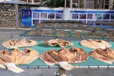 乐东利国镇 党建引领产业兴，海产加工育苗助推集体经济“破浪前行”