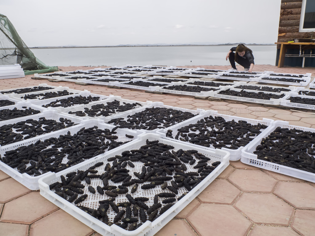 从深海到餐桌 海参养殖、加工与美食的完美融合