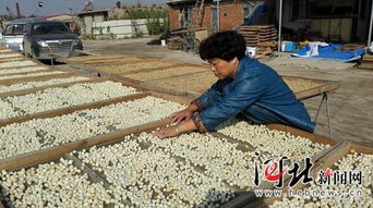 昌黎养殖户 引领海产品加工产业升级，丰富产业链新篇章