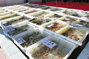 南澳海鲜餐厅推新模式 取消加工费，强化销售品质承诺