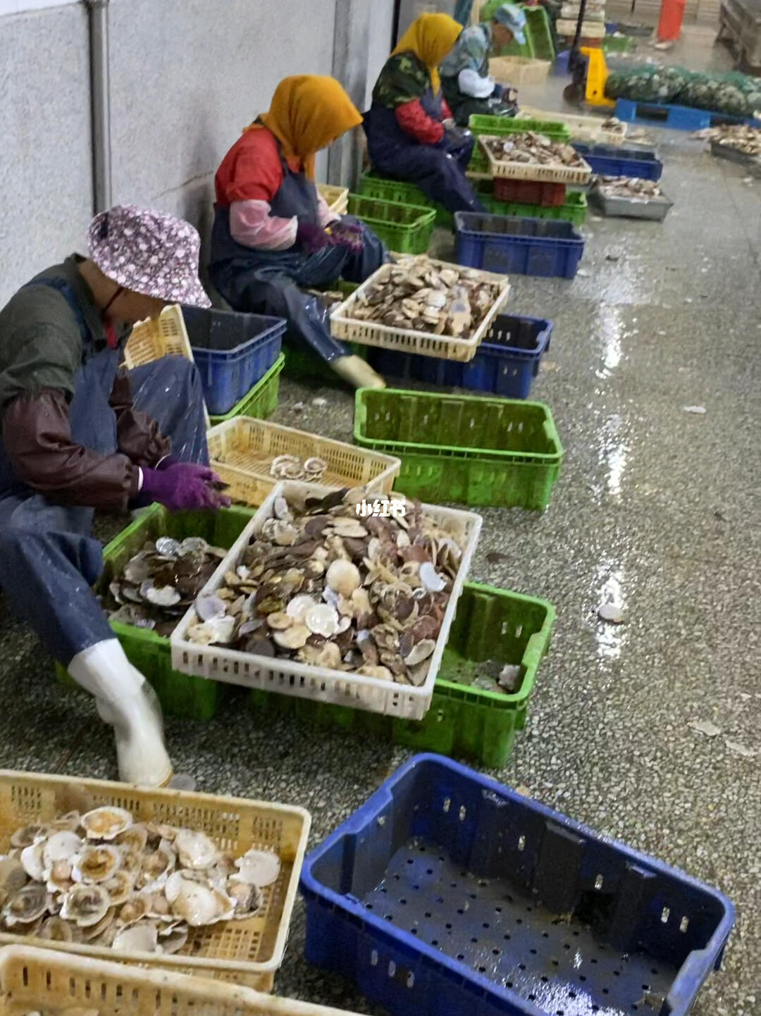 扇贝加工与进口 大连长海县与绥芬河的产业联动